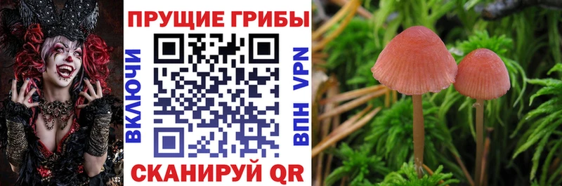 купить  цена  Приморск  Галлюциногенные грибы MAGIC MUSHROOMS 